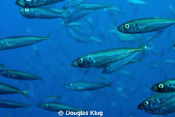 Feel like a Number.  Spanish Mackeral schooling at Anacap... by Douglas Klug 